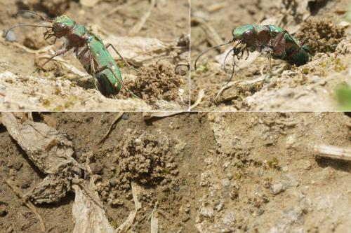 Réf. 321 216 : Cicindela campestris